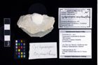 Foto (Objekt + Etikett) von Cycloprosopon complanatiforme (Moericke, 1889)  (NHMW-GEO-2014-0194-1012)